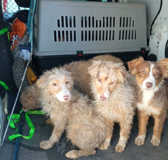 Sequestrati a Bosco Marengo venti cani lasciati in condizioni precarie: undici erano cuccioli
