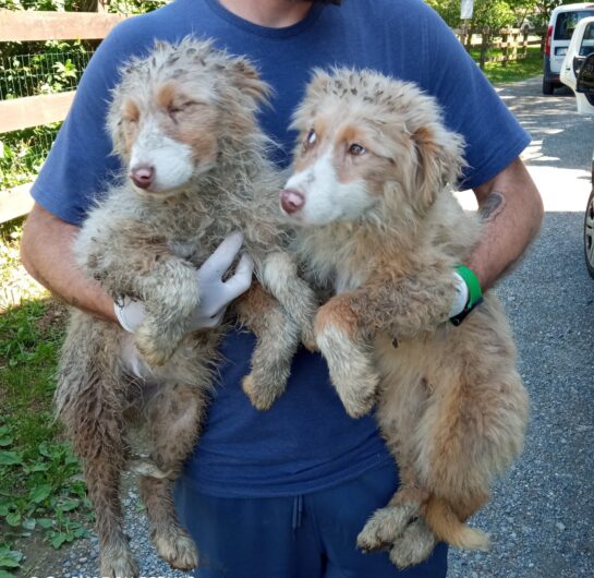 Sequestrati a Bosco Marengo venti cani lasciati in condizioni precarie: undici erano cuccioli