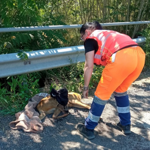 Soccorso un capriolo investito tra Alessandria e Novi Ligure