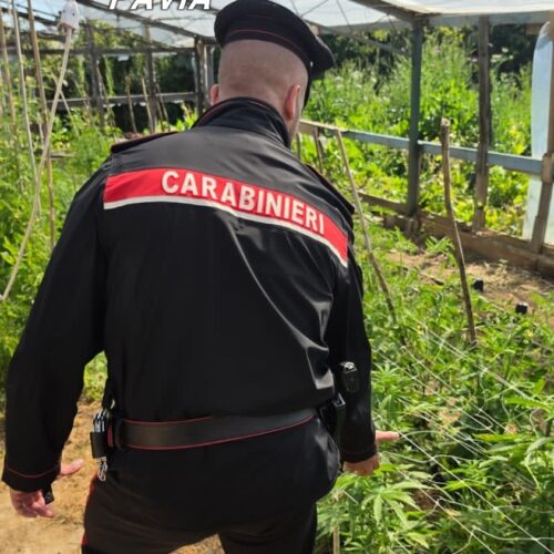 Maxi operazione antidroga in tutta Italia dei Carabinieri di Belgioioso: scoperte tante serre di marijuana