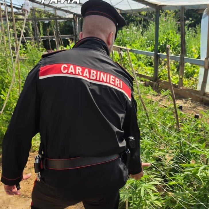 Maxi operazione antidroga in tutta Italia dei Carabinieri di Belgioioso: scoperte tante serre di marijuana