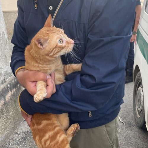 Gatti abbandonati in una casa a Castelceriolo: l’intervento della Polizia Locale