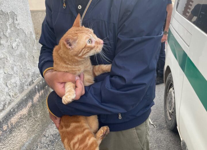 Gatti abbandonati in una casa a Castelceriolo: l’intervento della Polizia Locale