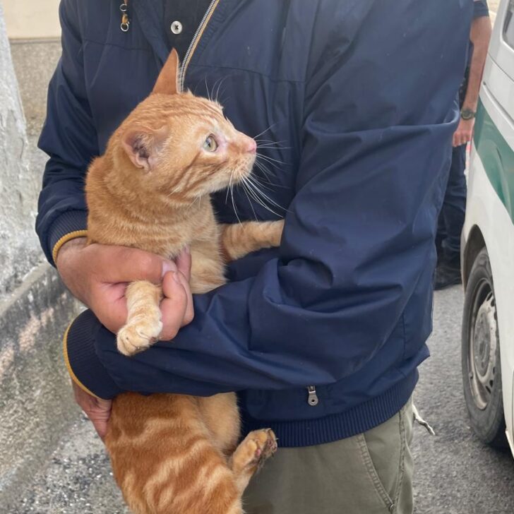 Gatti abbandonati in una casa a Castelceriolo: l’intervento della Polizia Locale
