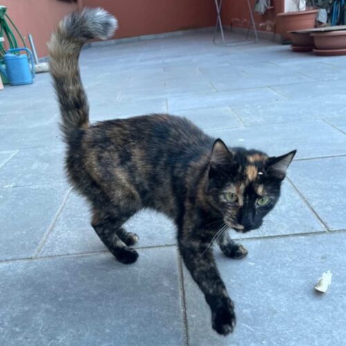Trovato gatto in zona Cittadella ad Alessandria. Appello per rintracciare i proprietari