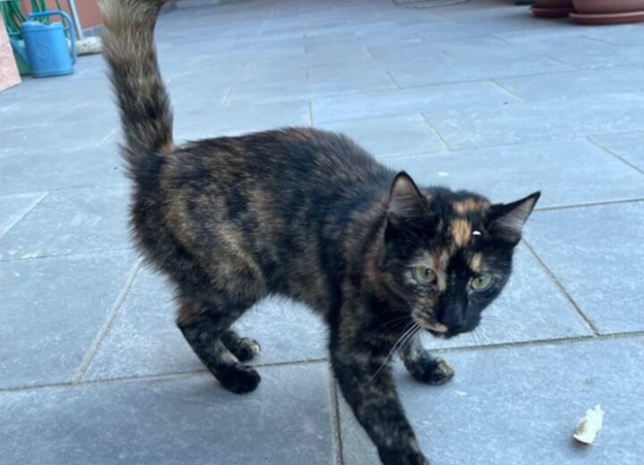 Grazie all’appello della nostra lettrice, gatto torna a casa dalla proprietaria