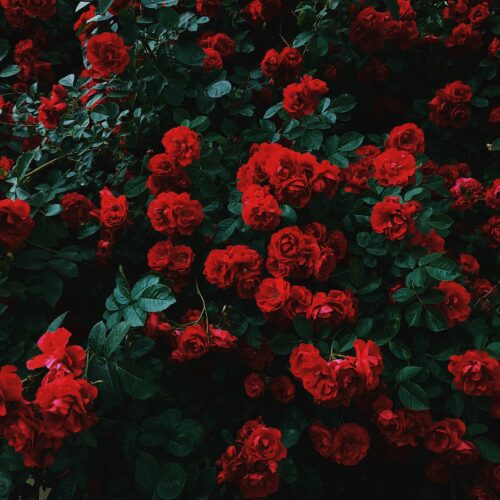 Cerreto d’Asti in fiore: musica, arte e tradizione per la decima Festa delle Rose