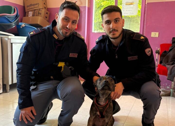 Cane lasciato senza acqua né cibo e legato a termosifone: salvato dalla Polizia di Alessandria