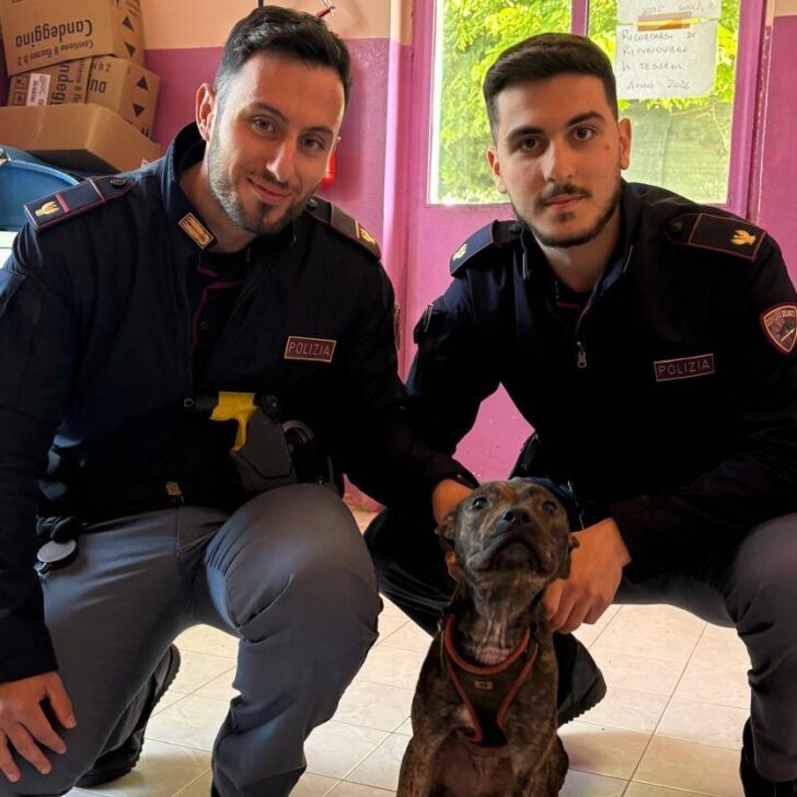 Cane lasciato senza acqua né cibo e legato a termosifone: salvato dalla Polizia di Alessandria