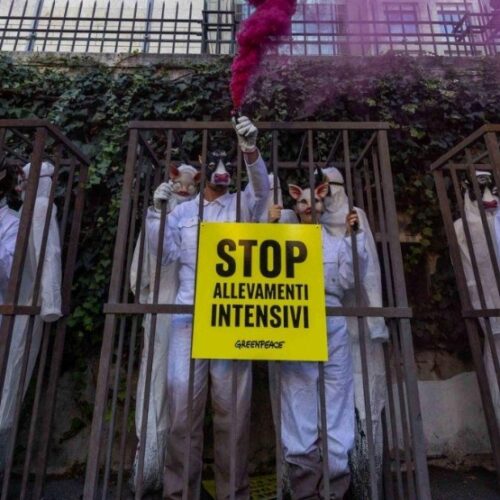 Allarme allevamenti intensivi in Pianura Padana: Greenpeace e i dati sulle province di Alessandria e Pavia