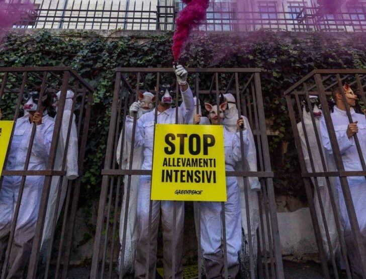 Allarme allevamenti intensivi in Pianura Padana: Greenpeace e i dati sulle province di Alessandria e Pavia