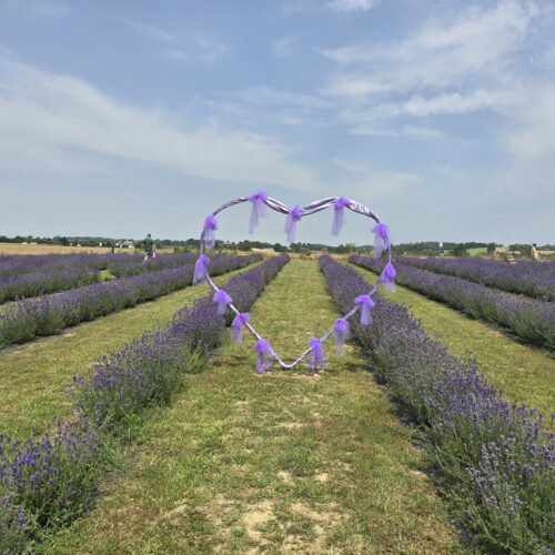 Campi di lavanda: dove ammirare la fioritura tra Piemonte e Pavese