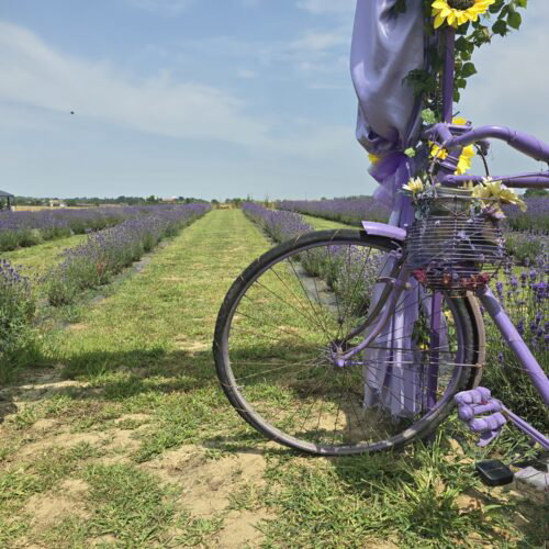 La lavanda a due passi da Alessandria: domenica una festa piena di eventi