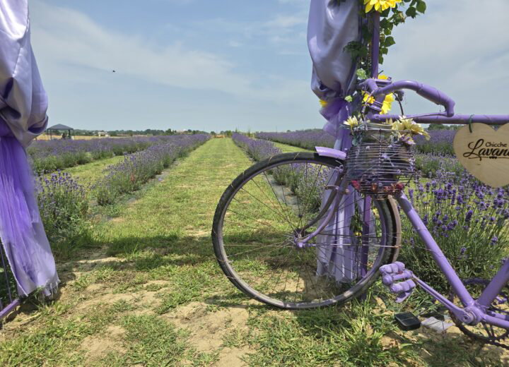 La lavanda a due passi da Alessandria: domenica una festa piena di eventi