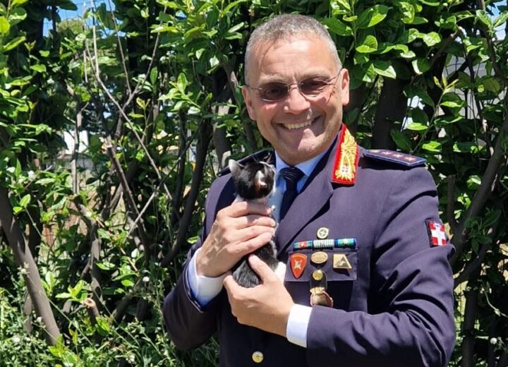 Salvata in una rotonda ora la gattina Elisabetta è stata adottata dal Comandante della Polizia Locale