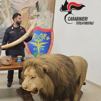 Bracconieri con un leone in salotto: maxi sequestro dei forestali a Galliate