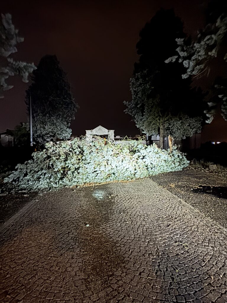 Albero caduto mandrogne