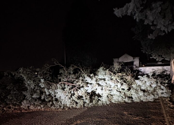 Forte vento ieri sera: cade albero davanti al cimitero di Mandrogne
