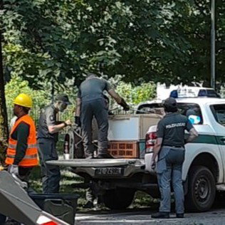 Novara, blitz sull’Allea per gli ibis sacri. Protestano gli ambientalisti