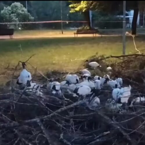 Ibis sacri a Novara: la vicenda finisce in Parlamento