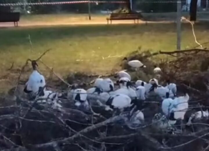 Ibis sacri a Novara: la vicenda finisce in Parlamento