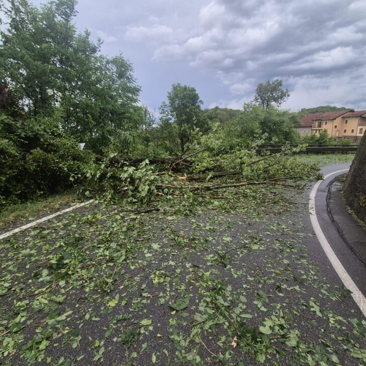 Maltempo: a Gabiano alberi abbattuti e danni anche alle abitazioni per il vento e la grandine
