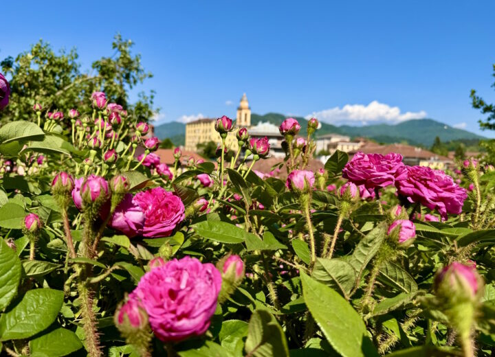 Le rose della Valle Scrivia tra profumi, gusto e sciroppo