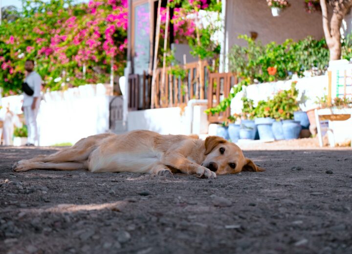 Asfalto rovente, il pericolo invisibile per i cani: la regola dei 7 secondi che può salvare le zampe