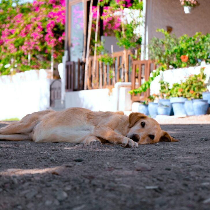 Asfalto rovente, il pericolo invisibile per i cani: la regola dei 7 secondi che può salvare le zampe