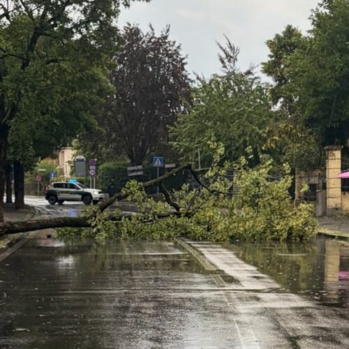 Maltempo in provincia: alberi caduti e allagamenti nel Novese e nell’Acquese