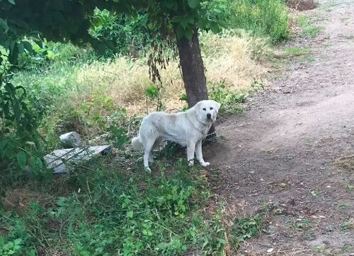Cane legato a una catena a Camino: l’intervento delle Guardie Zoofile Gepa