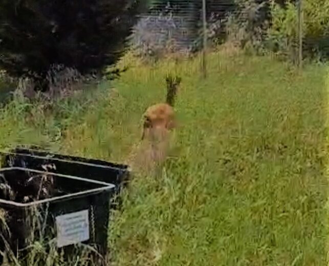 Capriolo smarrito nel centro di Voghera: salvato grazie all’intervento di Forestali, Polizia Provinciale e Vigili del Fuoco
