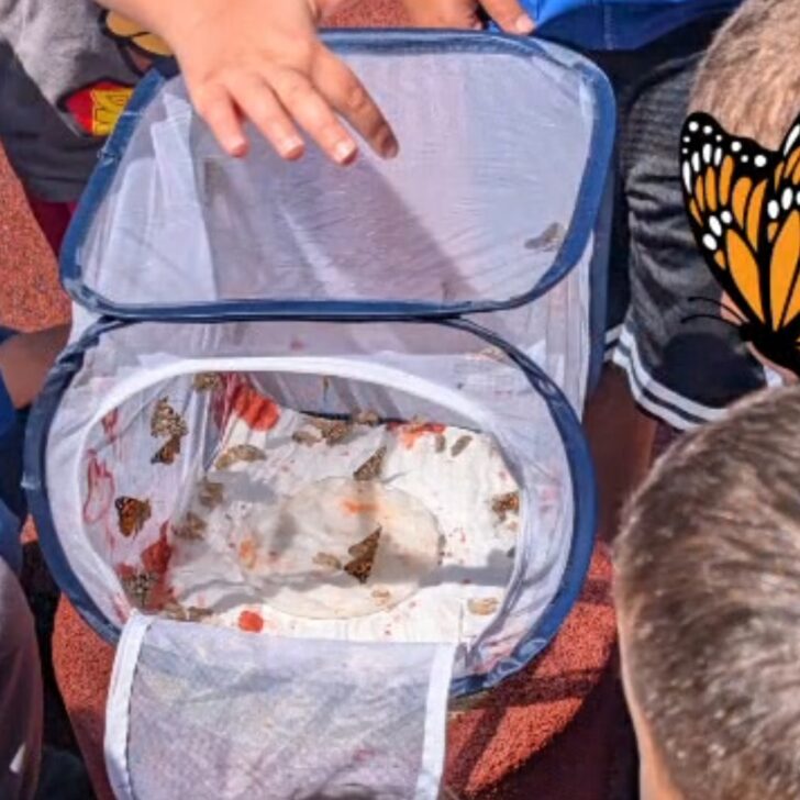 A Bassignana i bambini allevano e liberano le farfalle: il progetto della scuola De Marziani