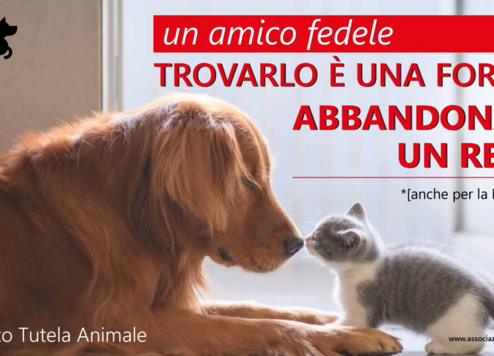 Alessandria contro l’abbandono degli animali: parte la campagna sociale