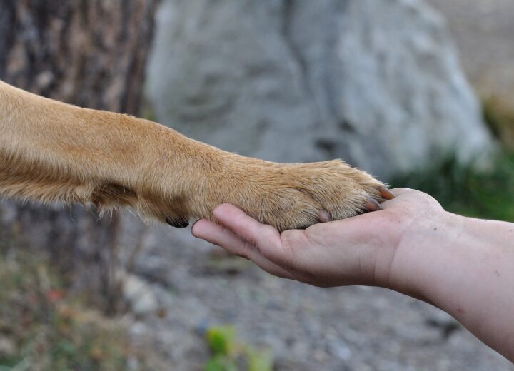 Ad Alessandria sì alla sepoltura delle ceneri dell’animale da compagnia nella tomba del padrone