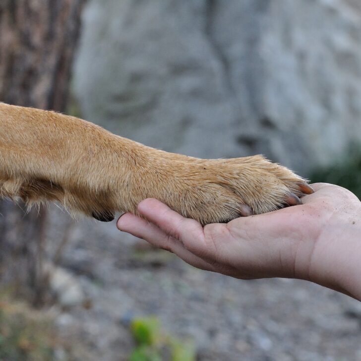 Ad Alessandria sì alla sepoltura delle ceneri dell’animale da compagnia nella tomba del padrone