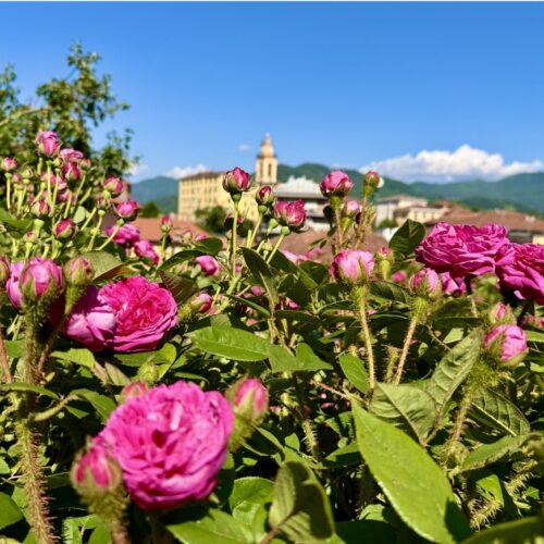 Busalla celebra la sua regina: nel weekend torna la 24ª Festa delle Rose tra sapori, cultura e il sogno dell’Igp