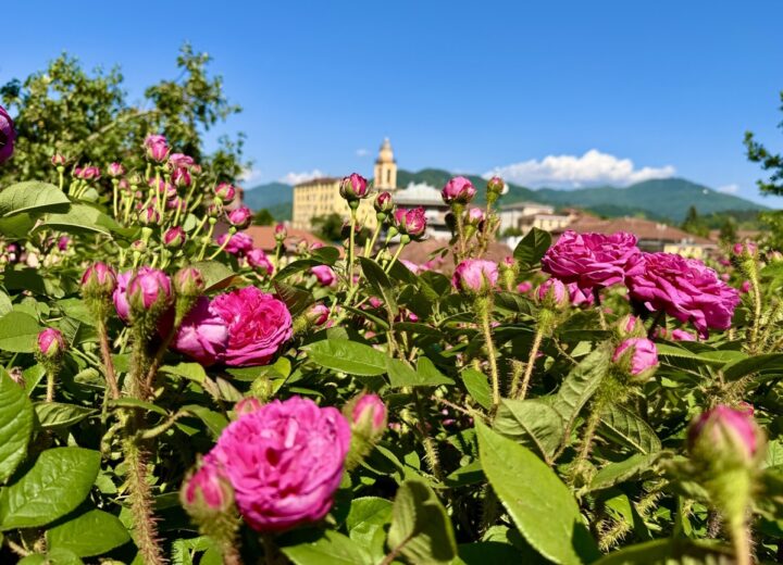 Busalla celebra la sua regina: nel weekend torna la 24ª Festa delle Rose tra sapori, cultura e il sogno dell’Igp