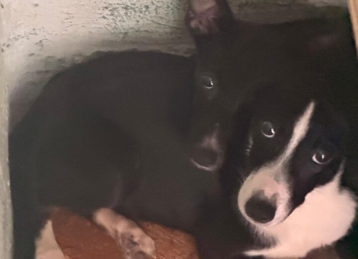 Sequestrate alcune cucciole di pochi mesi a Gabiano, malnutrite e in condizioni di degrado