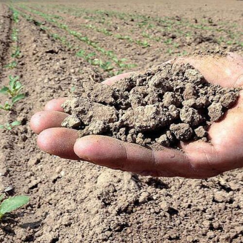 Con l’ondata di caldo scatta l’allarme siccità sul Po. Coldiretti: “Bacino padano principale polo agroalimentare”