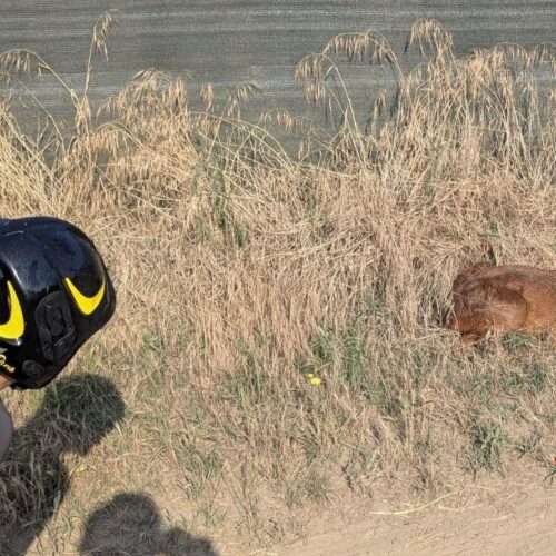 A Garlasco i Vigili del Fuoco salvano un capriolo caduto in un canale