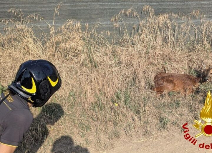 A Garlasco i Vigili del Fuoco salvano un capriolo caduto in un canale