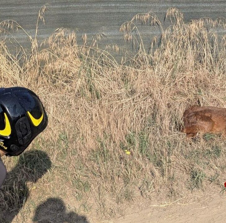 A Garlasco i Vigili del Fuoco salvano un capriolo caduto in un canale