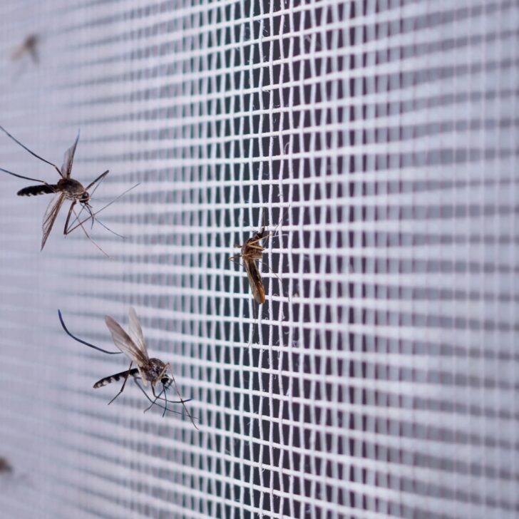 Ad Acqui Terme partita la via la campagna 2026 contro le zanzare