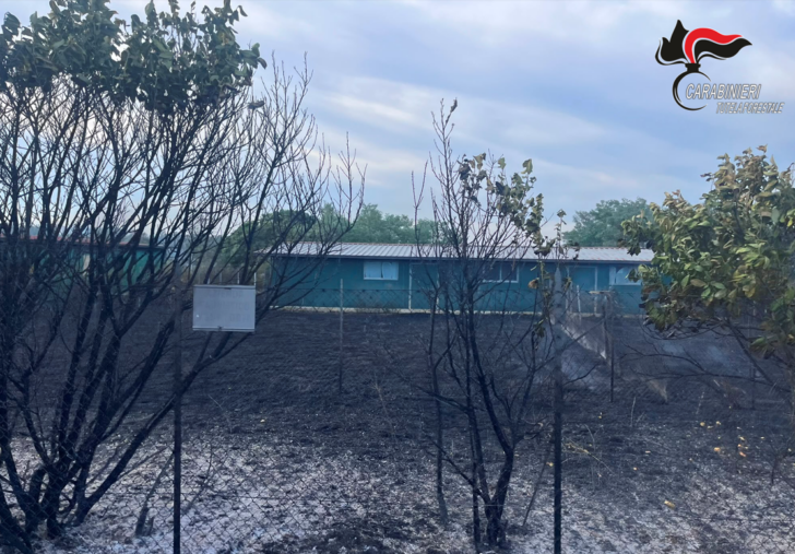 Canile minacciato dalle fiamme nei giorni dell’incendio a Sezzadio: Carabinieri Forestali salvano 20 cani