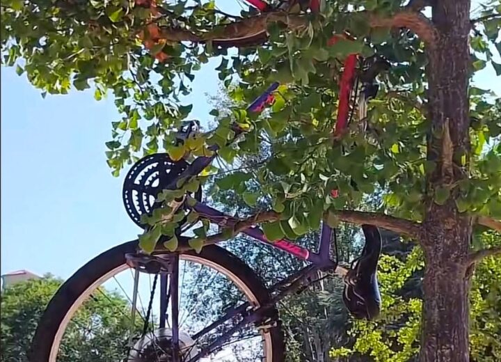 La foto: ai giardini Usuelli una bici appesa a un albero