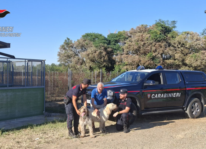 Canile minacciato dalle fiamme nei giorni dell’incendio a Sezzadio: Carabinieri Forestali salvano 20 cani
