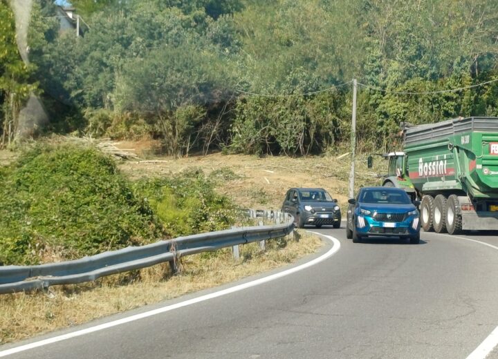 Alberi e vegetazione via dai bordi della Colla: “Intervento per la sicurezza”