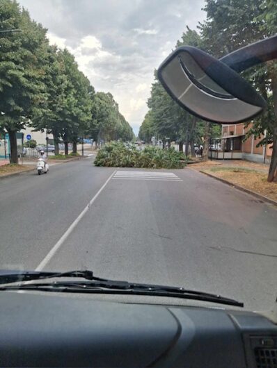 Temporali in arrivo sull’Alessandrino: primi fenomeni tra Val Cerrina e Casalese, ad Alessandria pianta cade in viale Teresa Michel