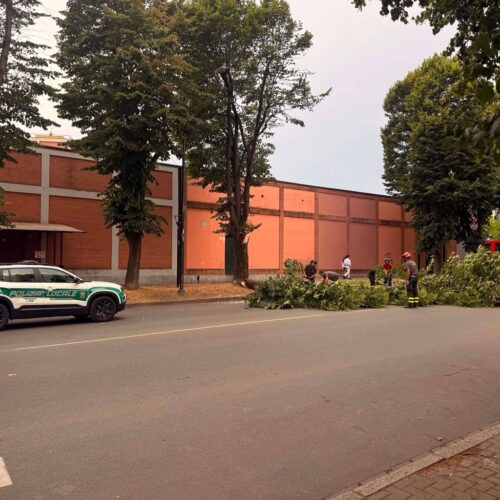 Maltempo: primi fenomeni tra Val Cerrina e Casalese, ad Alessandria una pianta cade in viale Teresa Michel